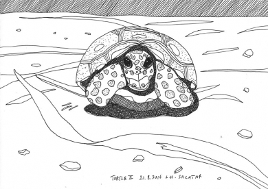 Turtle II