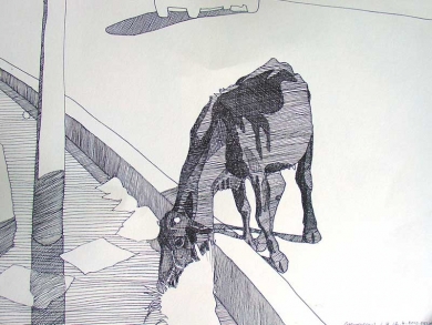 Kuh in Kashmir