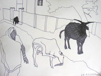Kühe in Lucknow